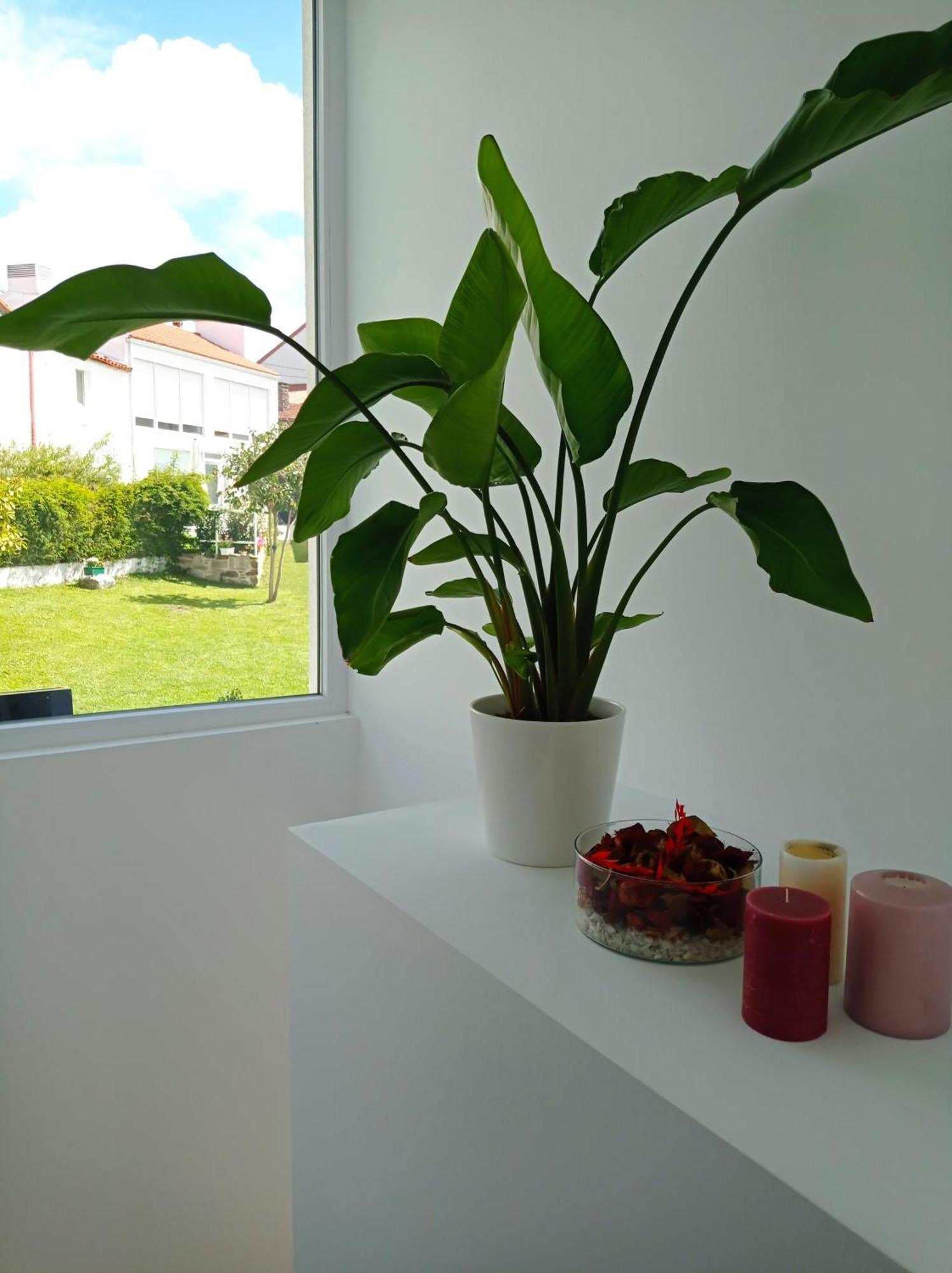 Casas Turisticas Lar Jardin - Parking Privado Santiago de Compostela Eksteriør billede